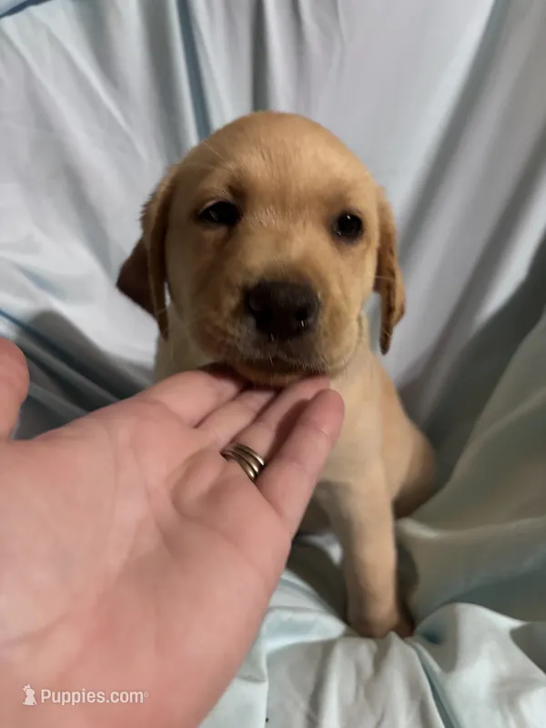 Pup 8 – Labrador Retriever puppy for sale in Molino, FL