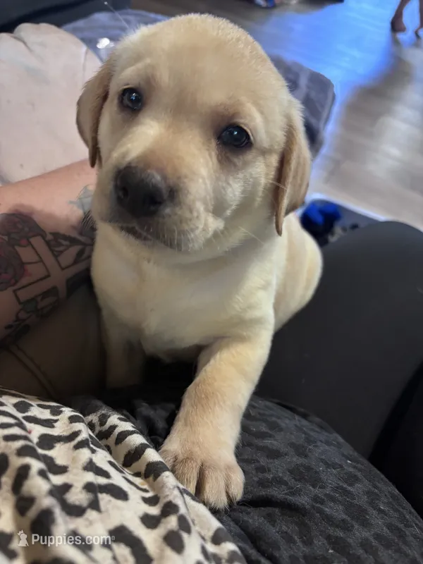 Pup 6 – Labrador Retriever puppy for sale in Molino, FL