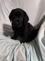 Pup 3, a male Labrador Retriever for sale in Molino, FL – 5 of 7