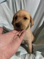 Pup 8, a female Labrador Retriever for sale in Molino, FL – 2 of 7