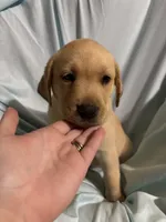 Pup 8, a female Labrador Retriever for sale in Molino, FL – 3 of 7