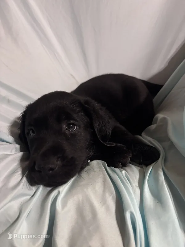 Pup 3 – Labrador Retriever puppy for sale in Molino, FL
