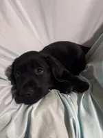Pup 3, a male Labrador Retriever for sale in Molino, FL – 1 of 7