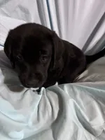 Pup 7, a female Labrador Retriever for sale in Molino, FL – 4 of 6