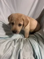 Pup 4, a male Labrador Retriever for sale in Molino, FL – 3 of 4