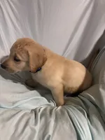 Pup 4, a male Labrador Retriever for sale in Molino, FL – 4 of 4