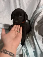 Pup 1, a male Labrador Retriever for sale in Molino, FL – 2 of 7