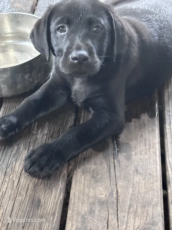 Pup 1 – Labrador Retriever puppy for sale in Molino, FL