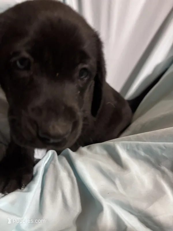Pup 7 – Labrador Retriever puppy for sale in Molino, FL