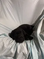 Pup 3, a male Labrador Retriever for sale in Molino, FL – 2 of 7