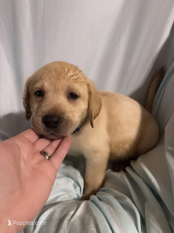 Pup 4 – Labrador Retriever puppy for sale in Molino, FL