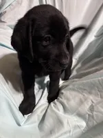 Pup 7, a female Labrador Retriever for sale in Molino, FL – 3 of 6