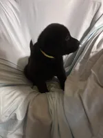 Pup 5, a male Labrador Retriever for sale in Molino, FL – 6 of 6