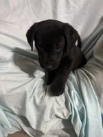 Pup 1, a male Labrador Retriever for sale in Molino, FL – 3 of 7