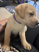 Pup 6, a female Labrador Retriever for sale in Molino, FL – 2 of 5