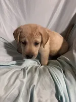 Pup 4, a male Labrador Retriever for sale in Molino, FL – 2 of 4