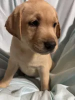 Pup 8, a female Labrador Retriever for sale in Molino, FL – 6 of 7