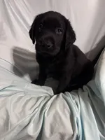 Pup 3, a male Labrador Retriever for sale in Molino, FL – 3 of 7