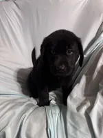 Pup 5, a male Labrador Retriever for sale in Molino, FL – 5 of 6