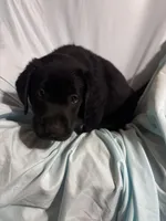 Pup 3, a male Labrador Retriever for sale in Molino, FL – 4 of 7