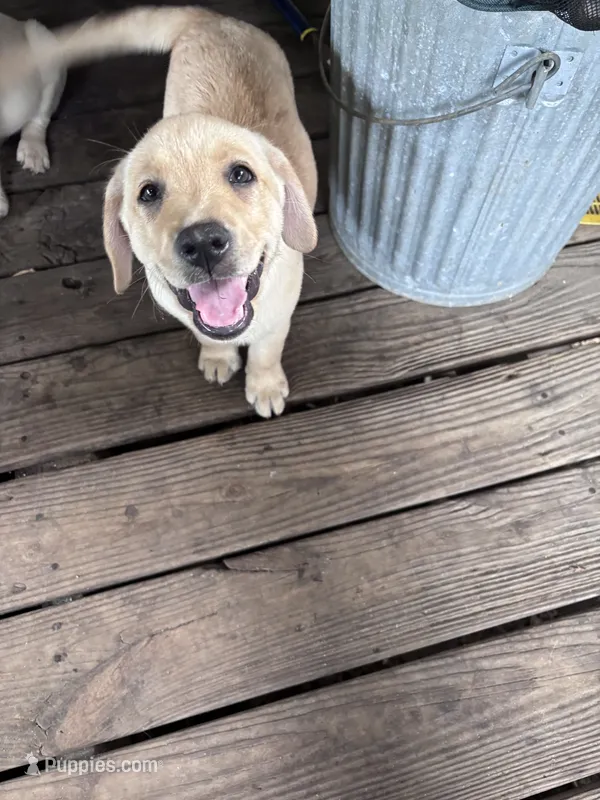 Pup 8 – Labrador Retriever puppy for sale in Molino, FL