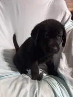 Pup 5, a male Labrador Retriever for sale in Molino, FL – 1 of 6