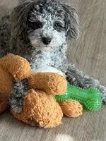 Kumo, a male Poodle - Toy  for sale in Madison, AL – 4 of 5