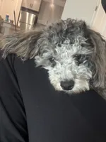 Kumo, a male Poodle - Toy  for sale in Madison, AL – 2 of 5