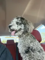 Kumo, a male Poodle - Toy  for sale in Madison, AL – 3 of 5