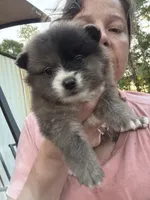 Jelly Bean, a female Pomeranian for sale in Midville, GA – 5 of 6