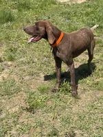 Rebel, a male German Shorthaired Pointer for sale in Midville, GA – Photo 3 of 3