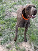 Rebel, a male German Shorthaired Pointer for sale in Midville, GA – Photo 1 of 3