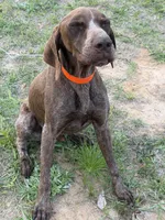 Rebel, a male German Shorthaired Pointer for sale in Midville, GA – Photo 2 of 3