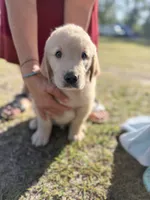 Puppy 2, a male Golden Retriever for sale in Midville, GA – 1 of 1
