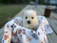 Cooper, a male Pomeranian for sale in Midville, GA – 1 of 3