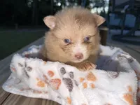 Butter Cup, a female Pomeranian for sale in Midville, GA – 4 of 5