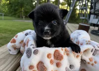 Socks, a female Pomeranian for sale in Midville, GA – 1 of 3