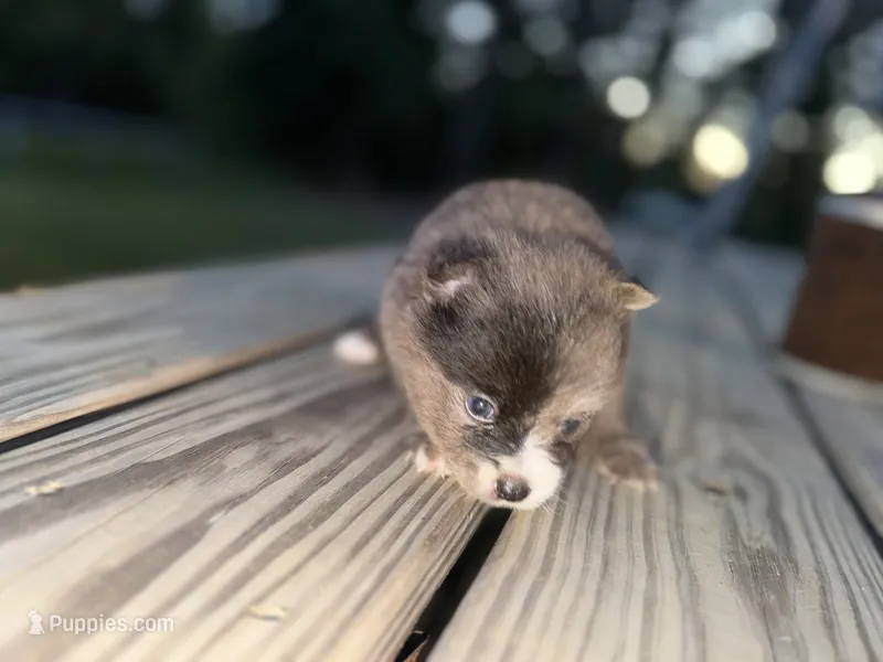Jelly Bean – Pomeranian puppy for sale in Midville, GA