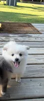 Cooper, a male Pomeranian for sale in Midville, GA – 7 of 7