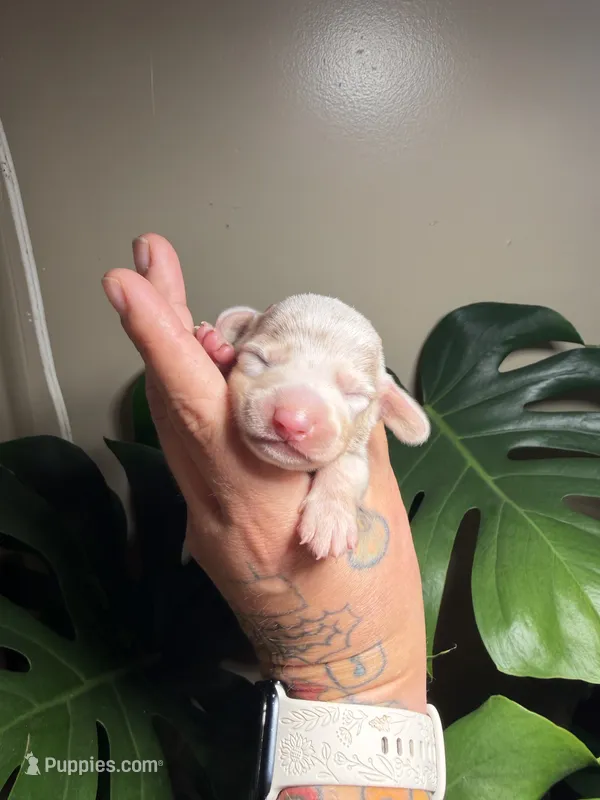 Captain Hook – Miniature Dachshund puppy for sale in Midville, GA