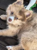 Cello, a female Pomeranian for sale in Midville, GA – 5 of 9