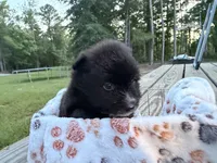 Socks, a female Pomeranian for sale in Midville, GA – 2 of 3
