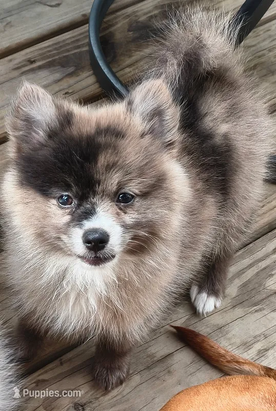 Jelly Bean – Pomeranian puppy for sale in Midville, GA