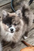 Jelly Bean, a female Pomeranian for sale in Midville, GA – 1 of 8