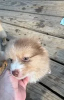 Shello, a female Pomeranian for sale in Midville, GA – 2 of 7