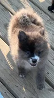 Jelly Bean, a female Pomeranian for sale in Midville, GA – 8 of 8