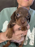 Turner, a male Miniature Dachshund for sale in Midville, GA – 3 of 3