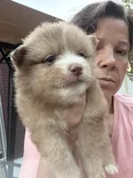 Butter Cup, a female Pomeranian for sale in Midville, GA – 2 of 5