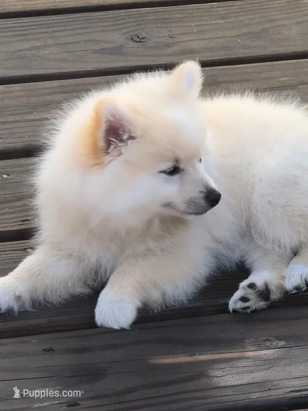 Cooper – Pomeranian puppy for sale in Midville, GA