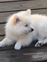 Cooper, a male Pomeranian for sale in Midville, GA – 1 of 7